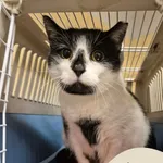 Znaleziono kota, Gdynia, 10 grudnia 2025