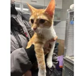 Znaleziono kota, Białystok, 16 grudnia 2025