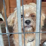 Pies do adopcji, Gorzów Wielkopolski, 13 grudnia 2025