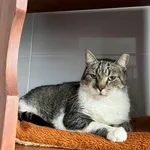 Kitek bardzo źle znosił pierwsze dni w schronisku – nie chciał jeść, leżał skulony w jednej pozycji, jakby jego świat nagle się zatrzymał. Wszystko, co znał, runęło w jednej chwili, gdy musiał opuścić