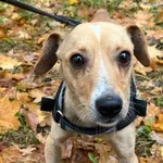 Pies do adopcji, Oborniki, 21 września 2025