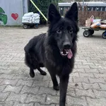 Pies do adopcji, Włocławek, 12 grudnia 2025