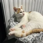 Orzeszek trafił do naszego schroniska razem z dwójką rodzeństwa. Niestety, dziś został już sam – pozostałe kociaki znalazły swoje domy. To uroczy kotek o pięknym rudo-białym umaszczeniu. Chłopak jest 