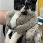 Znaleziono kota, Grudziądz, 15 grudnia 2025