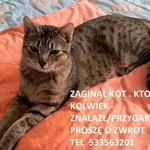 Zaginął kot, Łódź, 16 grudnia 2025