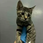 Kot do adopcji, Olsztyn, 15 grudnia 2025