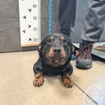 Znaleziono psa, Chełmek, 15 grudnia 2025