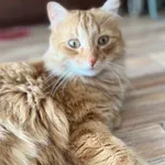 Zaginął kot, Łódź, 16 grudnia 2025