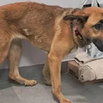 Znaleziono psa, Toruń, 15 grudnia 2025