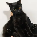 Znaleziono kota, Toruń, 14 grudnia 2025