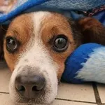 Pies do adopcji, Wrocław, 12 października 2025