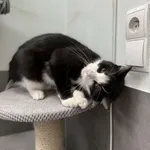 Bajka - kicia szuka domu jak z bajki