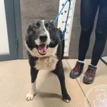 Znaleziono psa, Chełmek, 16 grudnia 2025