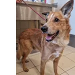 Pies do adopcji, Wrocław, 26 listopada 2025