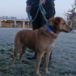 Znaleziono psa, Szczecin, 15 grudnia 2025