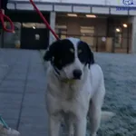 Znaleziono psa, Szczecin, 15 grudnia 2025