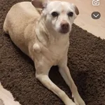 Zaginął pies, Juszkowo, 17 grudnia 2025