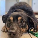 Pies do adopcji, Wrocław, 10 grudnia 2025