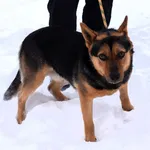 Znaleziono psa, Pieckowo, 16 grudnia 2025