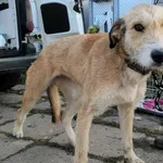 Pies do adopcji, Racławice, 12 grudnia 2025