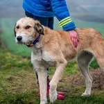 Pies do adopcji, Racławice, 12 grudnia 2025