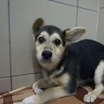 Pies do adopcji, Kraków, 15 grudnia 2025