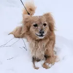 Znaleziono psa, Pieckowo, 16 grudnia 2025