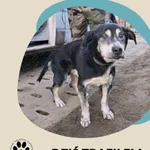 Znaleziono psa, Dąbrówka, 17 grudnia 2025