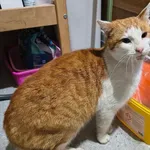 Znaleziono kota, Racibórz, 17 grudnia 2025