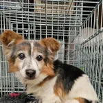 Pies do adopcji, Racławice, 16 grudnia 2025