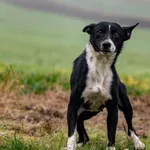 Pies do adopcji, Racławice, 12 grudnia 2025