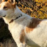 Pies do adopcji, Pieczyska, 19 grudnia 2025