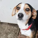 EDIT - procedura adopcyjna w toku. Lilo to młody psiak. Został znaleziony na ogródkach działkowych. Niestety nikt go nie szukał. Jest łagodny, lubi towarzystwo człowieka. Dogaduje się z innymi psami. 