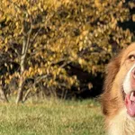 Pies do adopcji, Pieczyska, 19 grudnia 2025