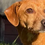 Pies do adopcji, Pieczyska, 19 grudnia 2025