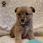 Znaleziono psa, Gdynia, 12 grudnia 2025