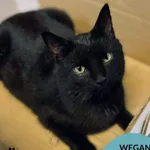 Kot do adopcji, Gdynia, 19 grudnia 2025