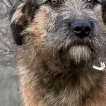 Imię: Dosia Chip: 616093903205736 Płeć : Samica Wiek: styczeń 2025 Wielkość:  duża Kastracja/sterylizacja:  Tak Inne Psy:  Akceptuje towarzystwo suczek i psów Dzieci: W wieku szkolnym Dosia to delikat