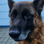 Kostek to 4 letni pies w typie owczarka niemieckiego. Jego wcześniejszy właściciel nie radził sobie z jego popędami. Kostek bardzo szybko się ekscytuje. Jest porywczy. Potrzebuje człowieka, który zadb