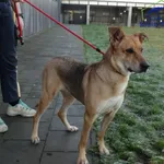 Znaleziono psa, Szczecin, 18 grudnia 2025