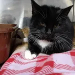 Kot do adopcji, Włocławek, 18 grudnia 2025