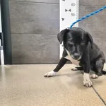 Znaleziono psa, Chełmek, 18 grudnia 2025