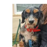 Znaleziono psa, Wrocław, 11 grudnia 2025