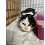 Znaleziono kota, Białystok, 17 grudnia 2025