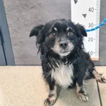 Znaleziono psa, Chełmek, 18 grudnia 2025