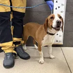 Znaleziono psa, Chełmek, 18 grudnia 2025