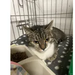 Znaleziono kota, Białystok, 15 grudnia 2025