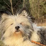 Pies do adopcji, Pieczyska, 18 grudnia 2025