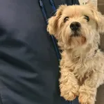 Znaleziono psa, Chełmek, 19 grudnia 2025