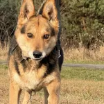 Pies do adopcji, Pieczyska, 18 grudnia 2025